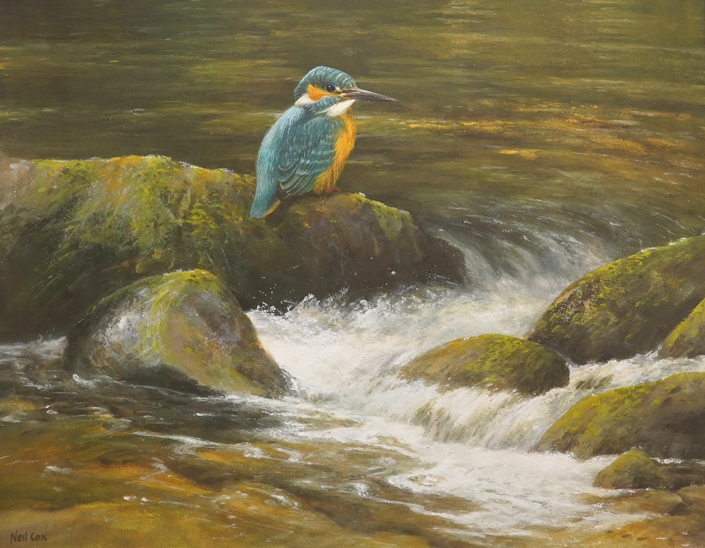 Neil Cox (b.1955), Study of a kingfisher beside a waterfall, signed, watercolour, 35 x 45cm